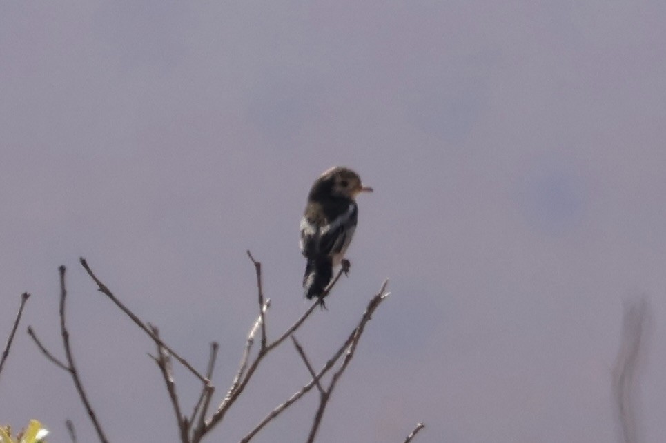 Cock-tailed Tyrant - ML622049611