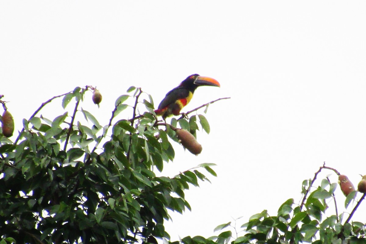 Fiery-billed Aracari - ML622049616