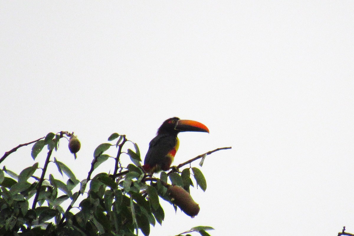 Fiery-billed Aracari - ML622049617