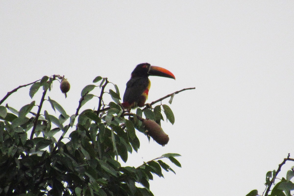 Fiery-billed Aracari - ML622049618