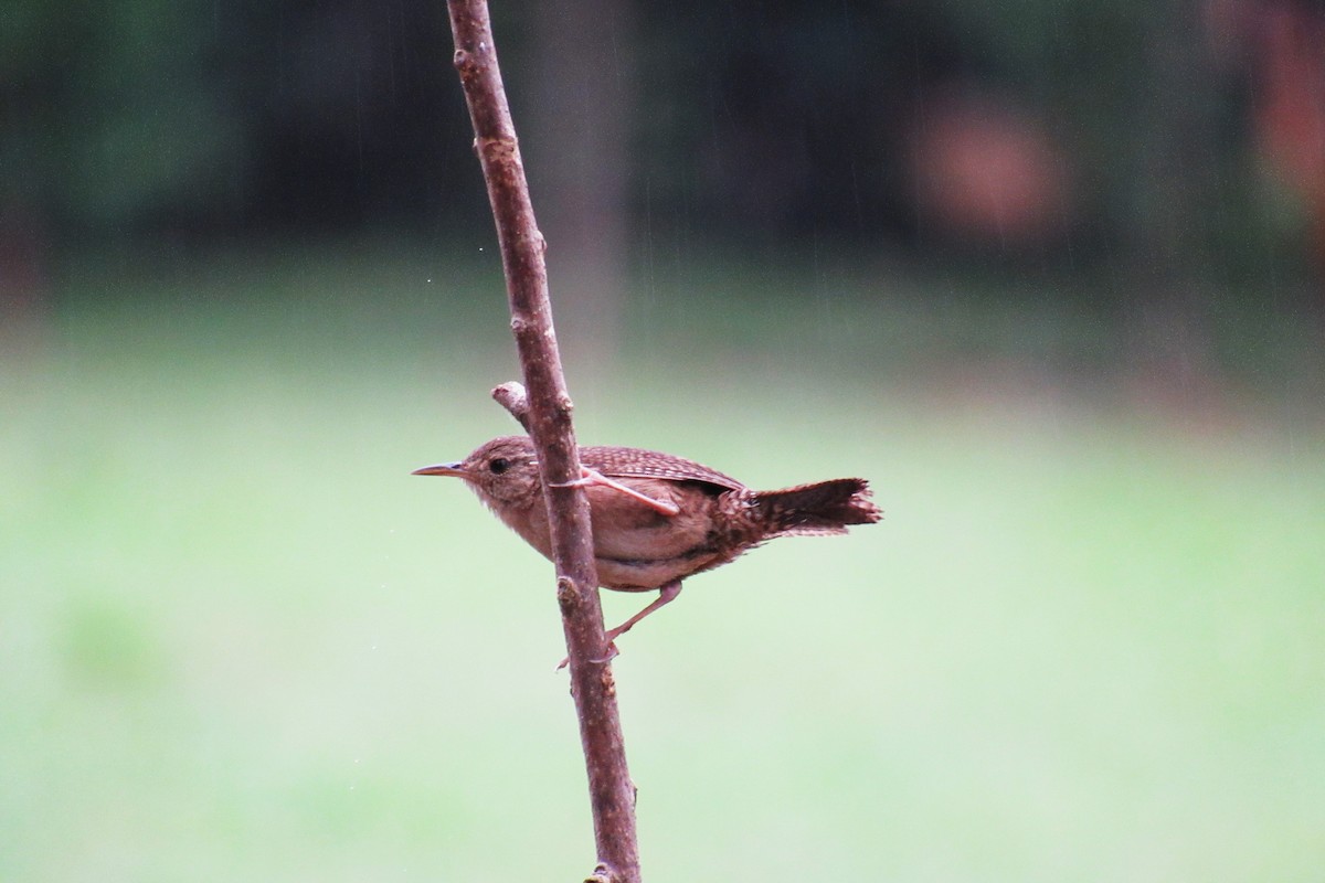 House Wren - Aneth Pérez