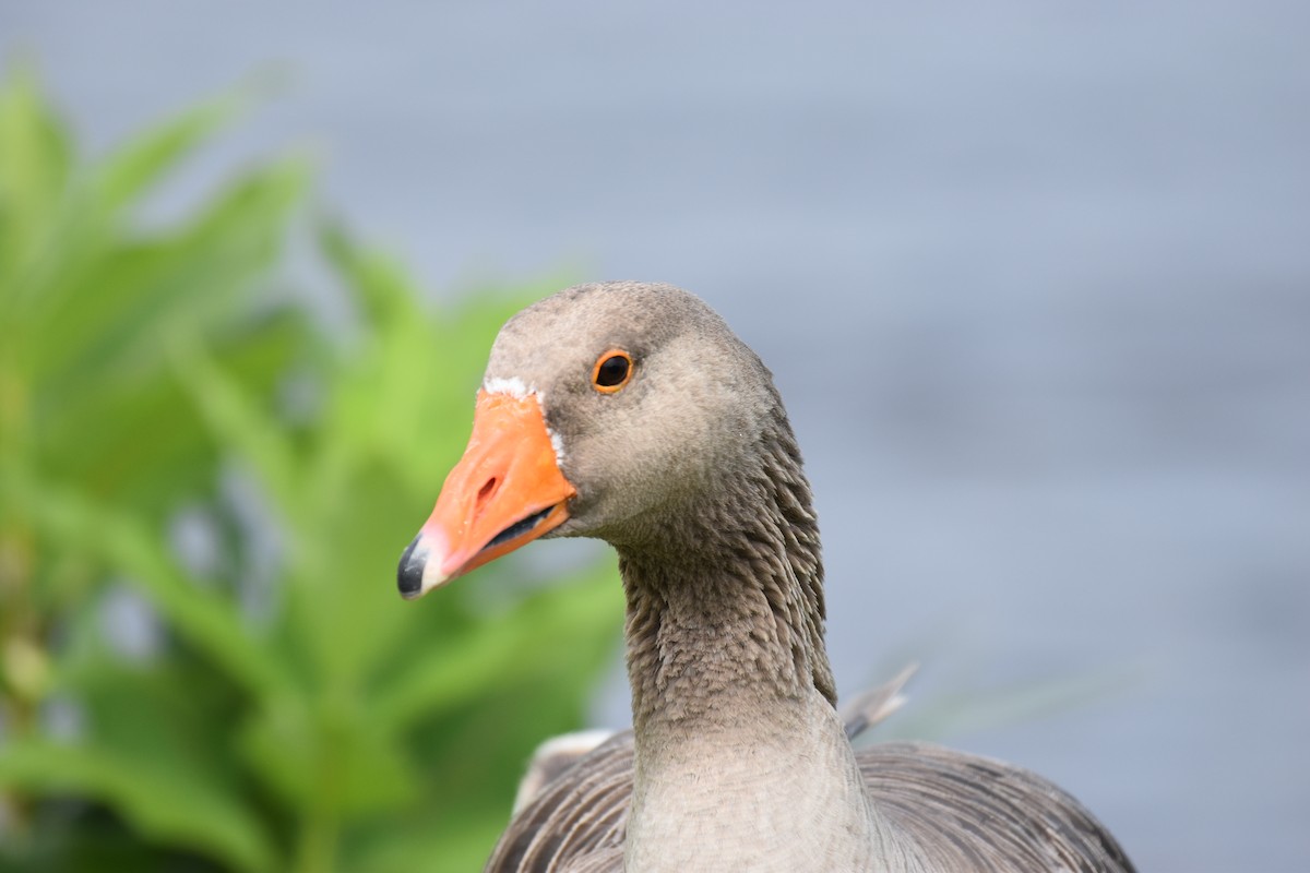 Graylag Goose (European) - ML622049634