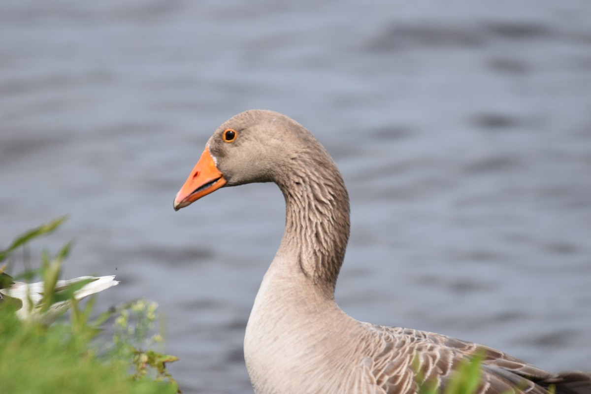 Graylag Goose (European) - ML622049635