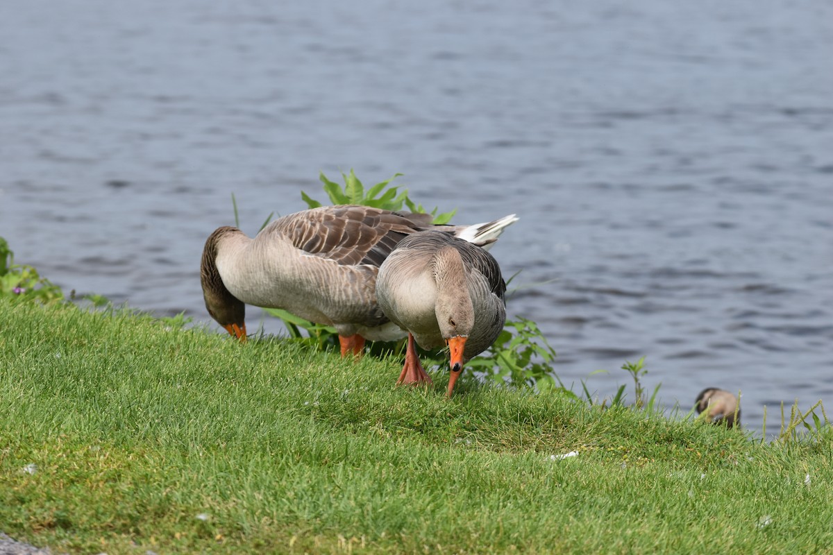 Graylag Goose (European) - ML622049636