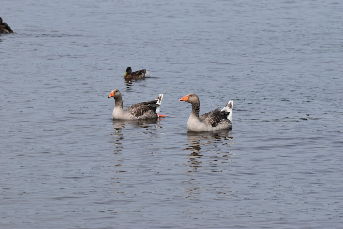 Graylag Goose (European) - ML622049637