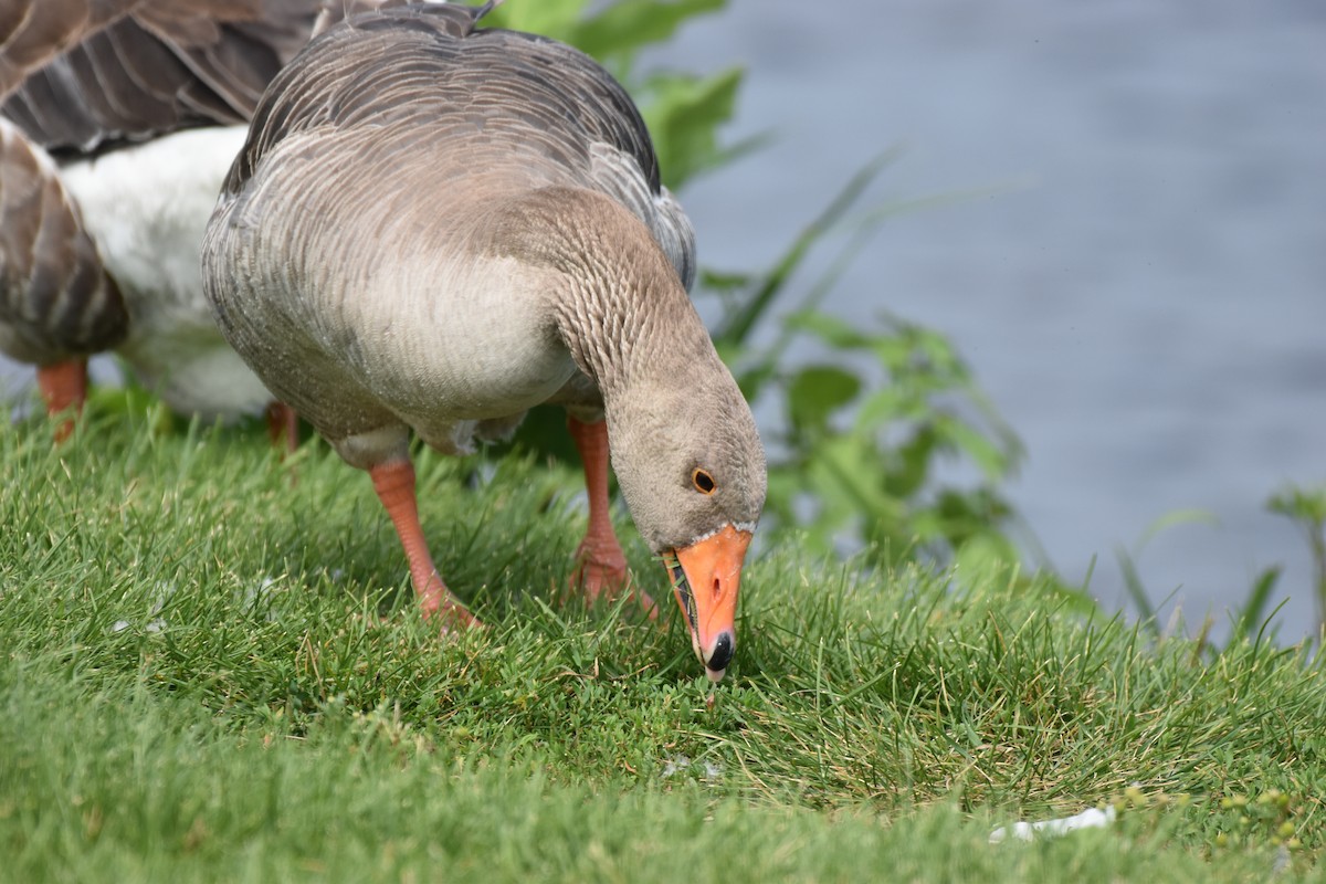 Graylag Goose (European) - Garry Waldram