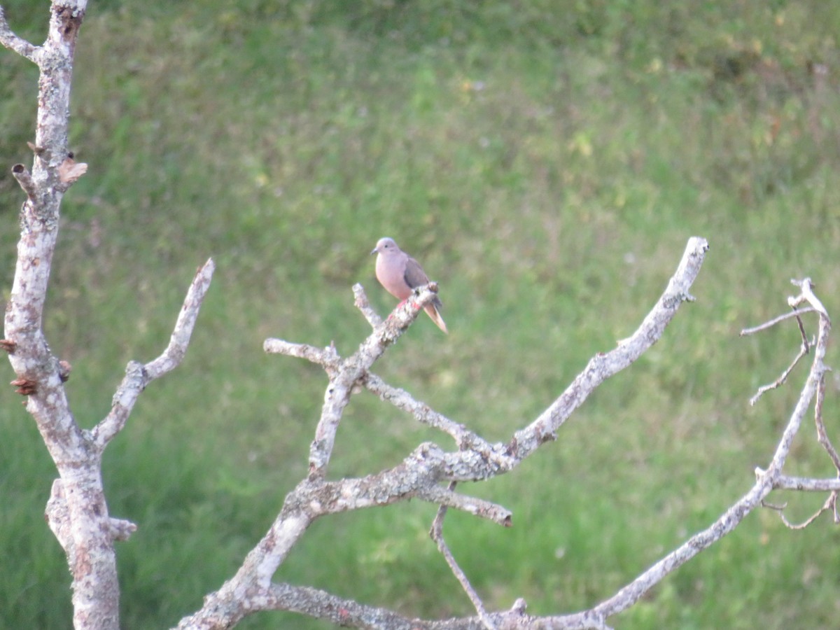 Eared Dove - ML622049643