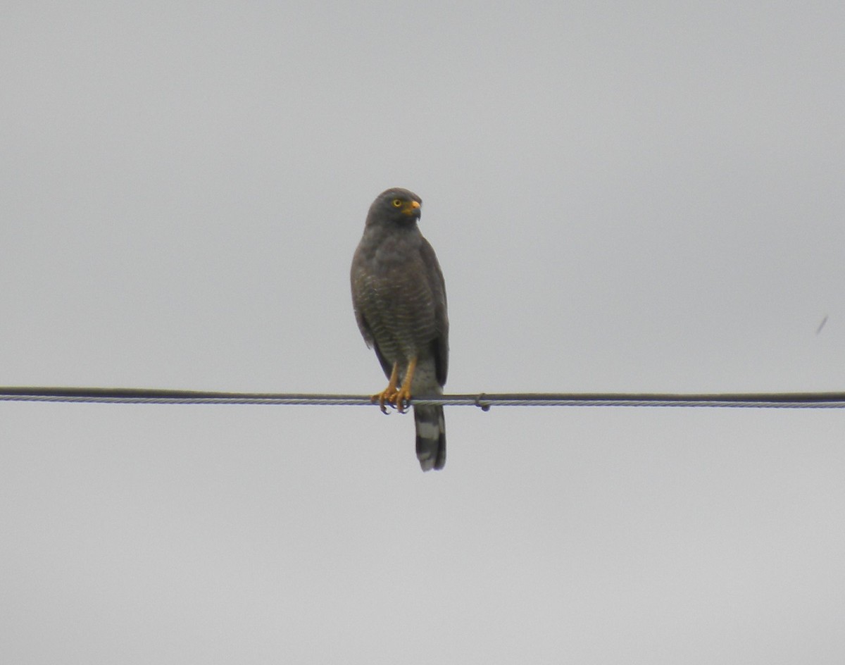 Roadside Hawk - Pablo Osorio