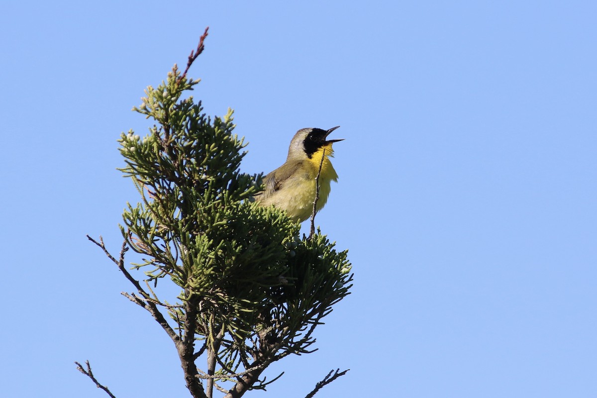 Common Yellowthroat - ML622049645