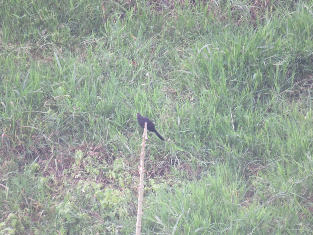 Smooth-billed Ani - ML622049646