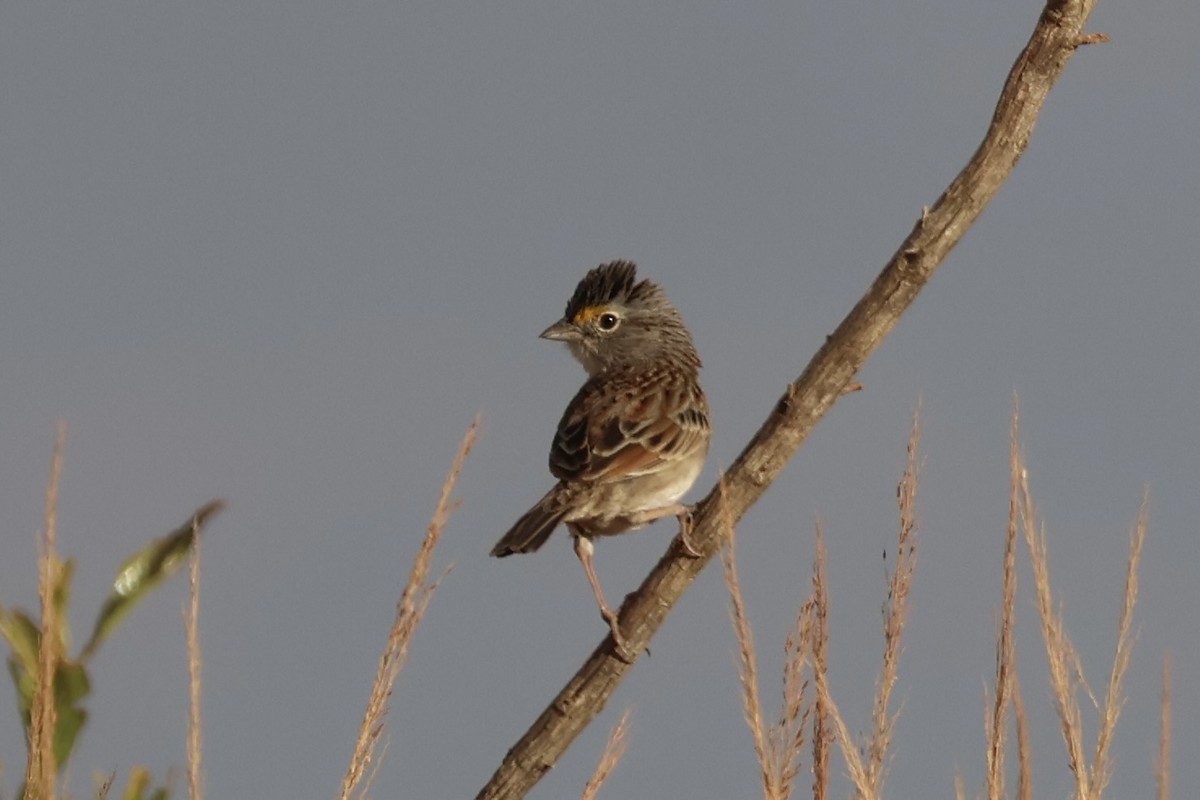 Grassland Sparrow - ML622049648