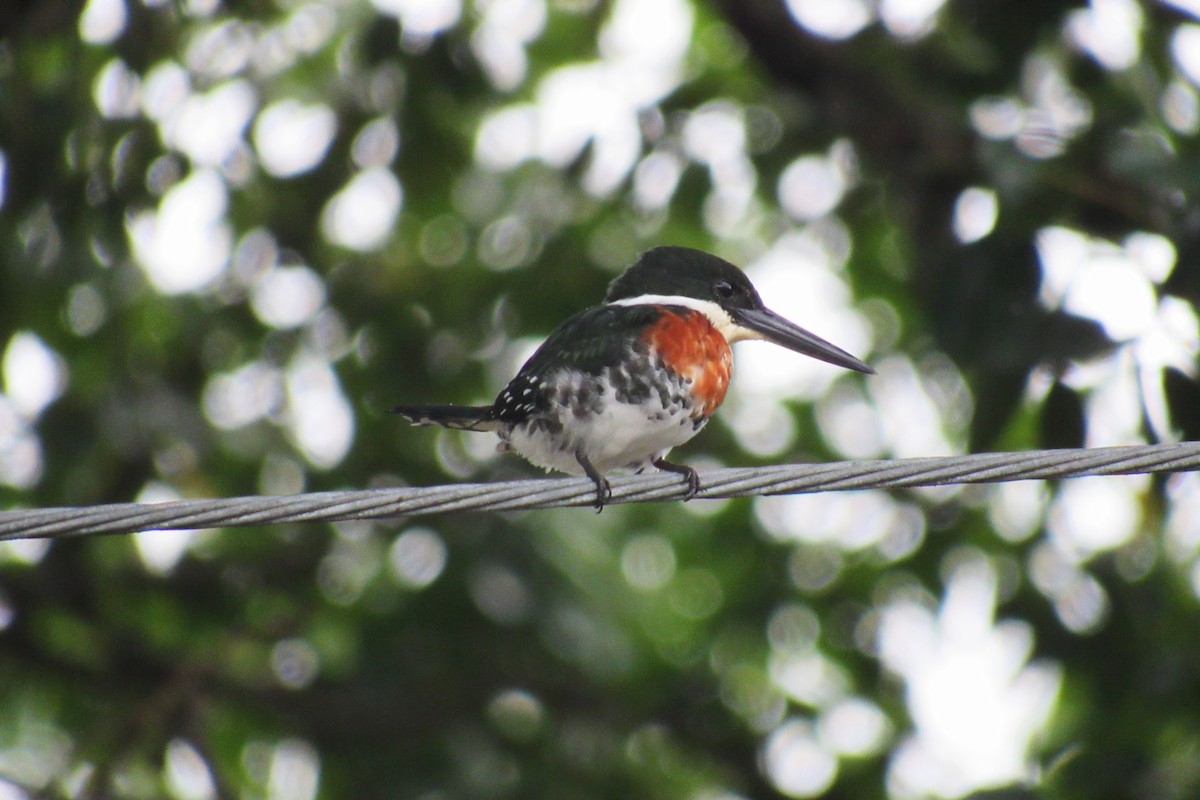 Green Kingfisher - ML622049649