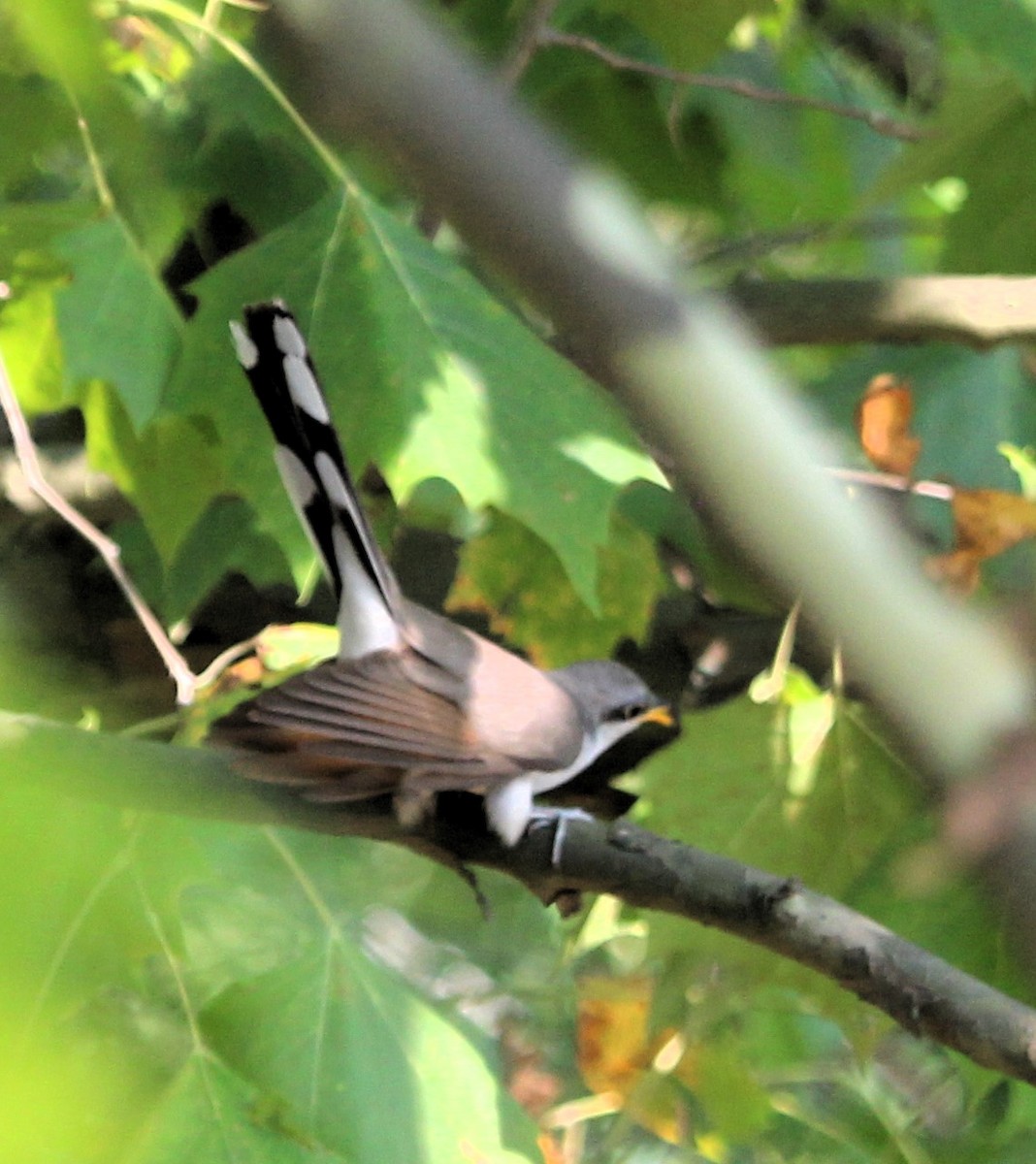 Yellow-billed Cuckoo - ML622049651