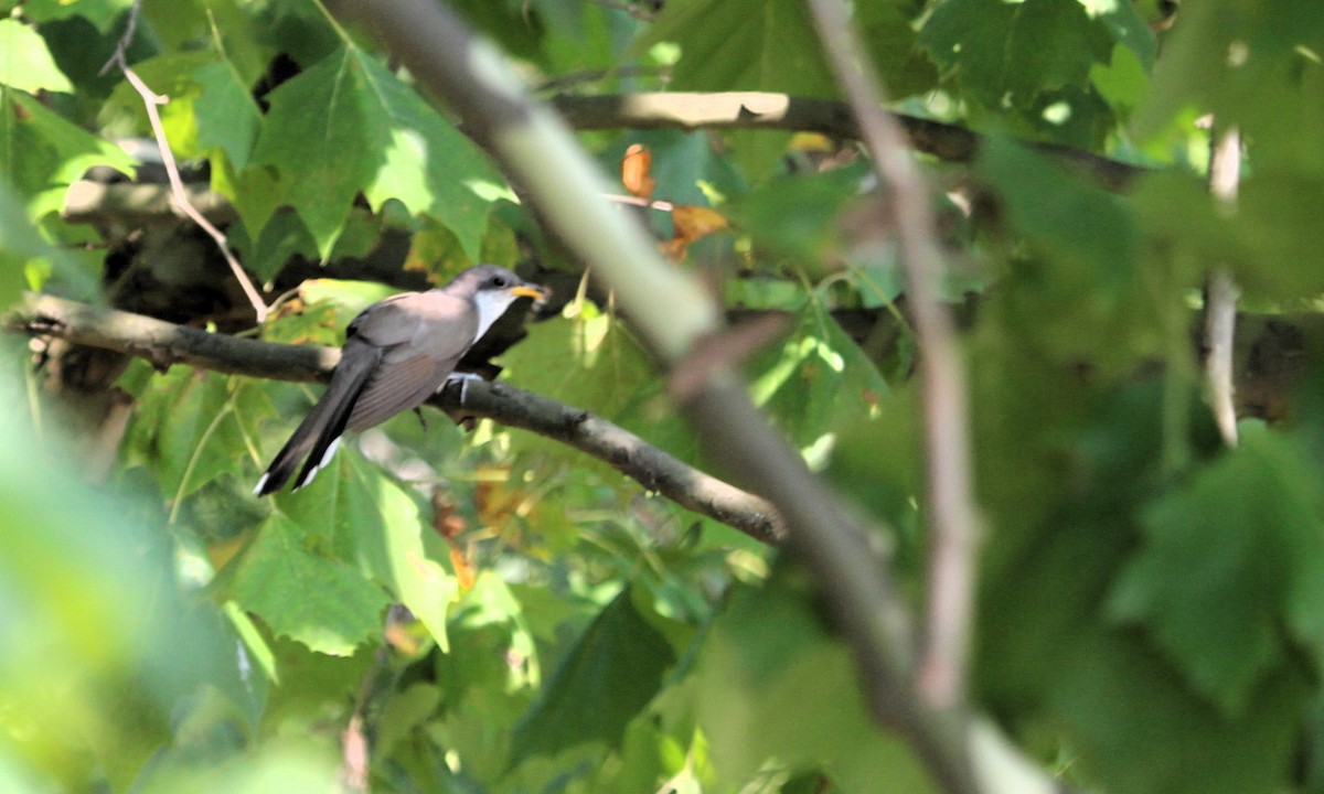 Yellow-billed Cuckoo - ML622049652