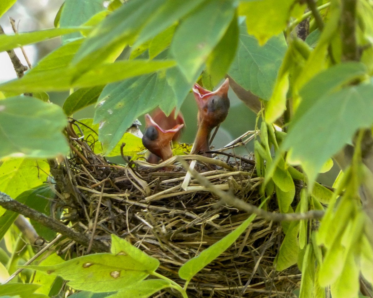 Cedar Waxwing - Kathy L. Mock