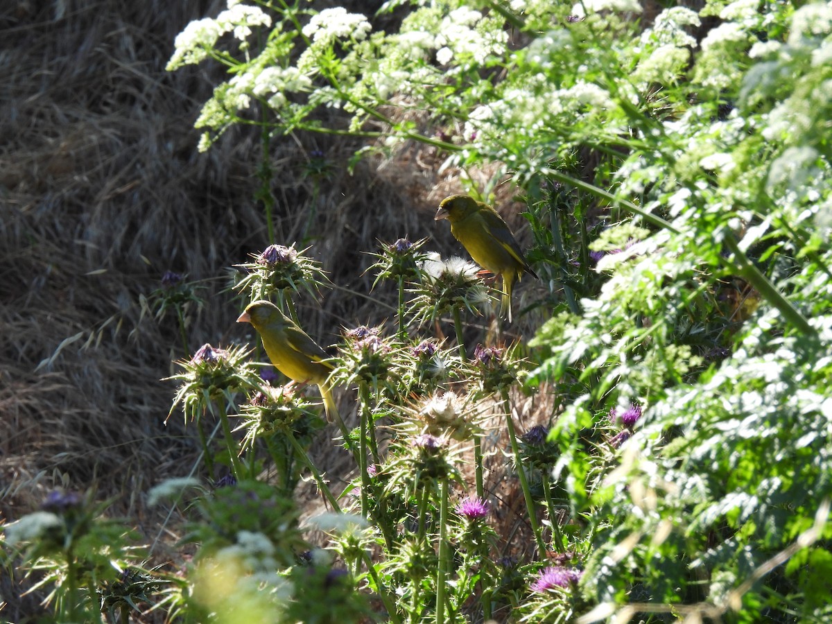 European Greenfinch - ML622049655