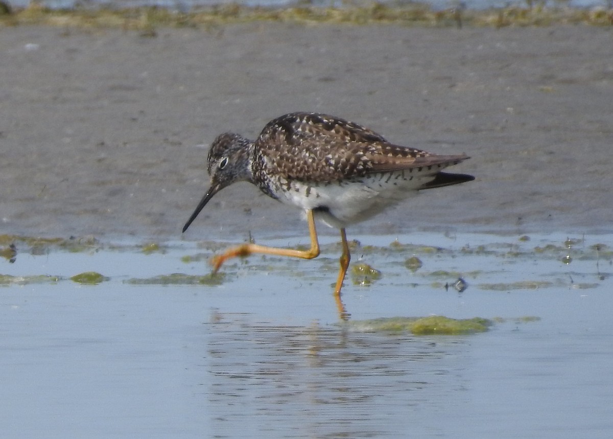 Greater Yellowlegs - Brent Murphy