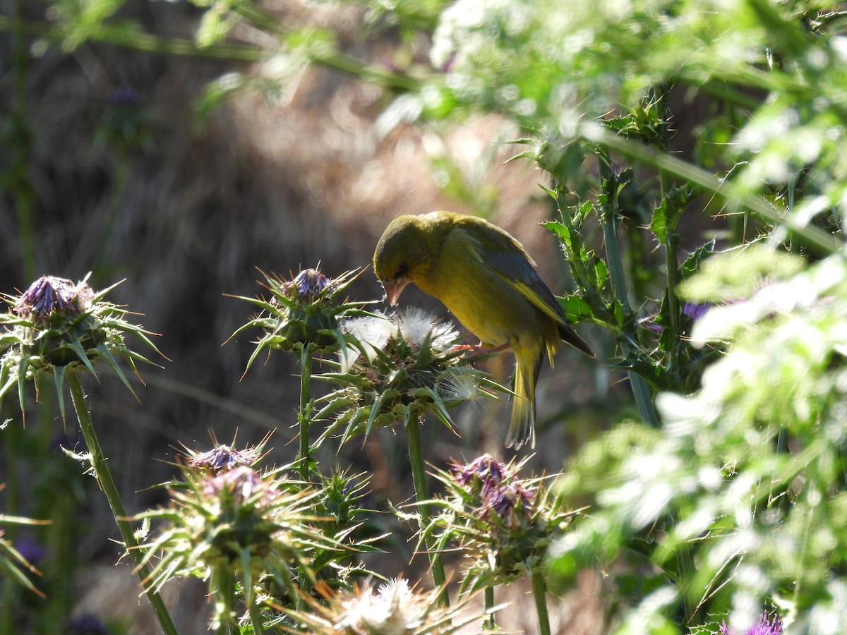 European Greenfinch - ML622049659