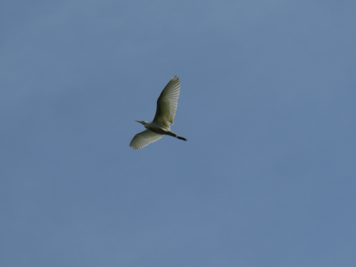 Western Cattle Egret - ML622049666