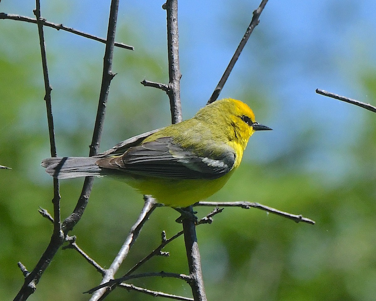 Blue-winged Warbler - ML622049668