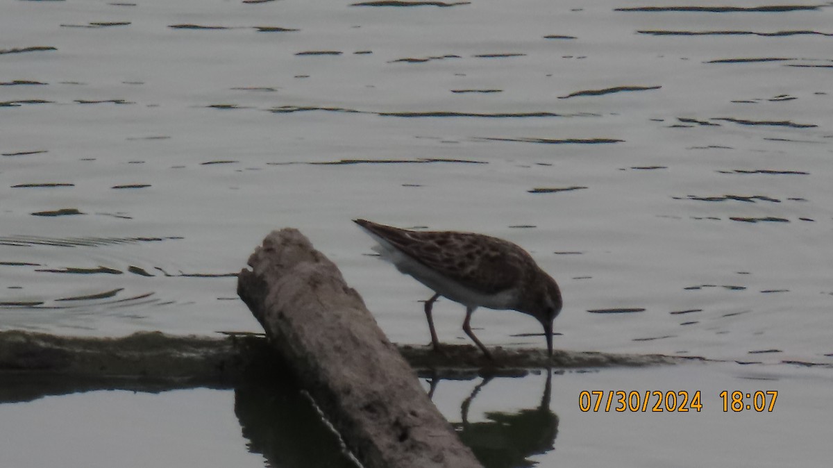 Semipalmated Sandpiper - ML622049669