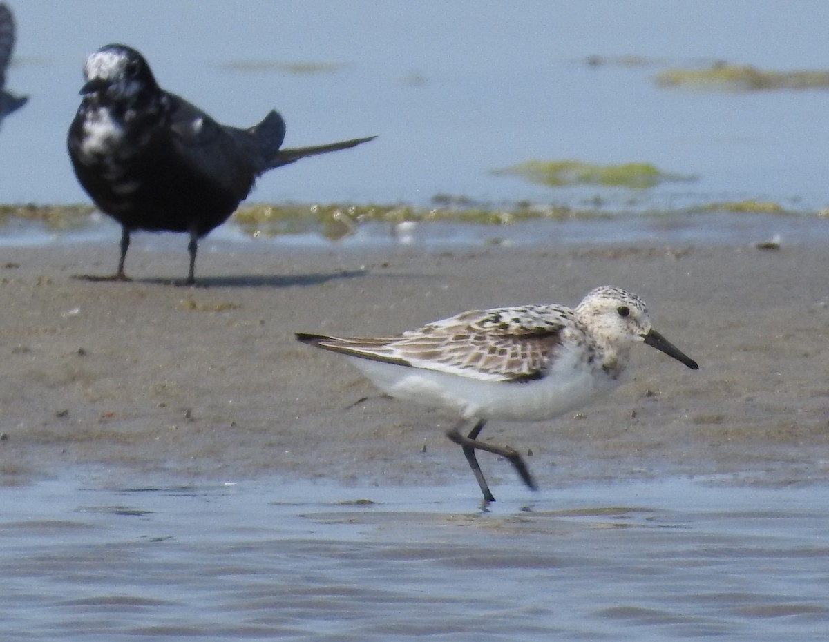 Sanderling - ML622049670