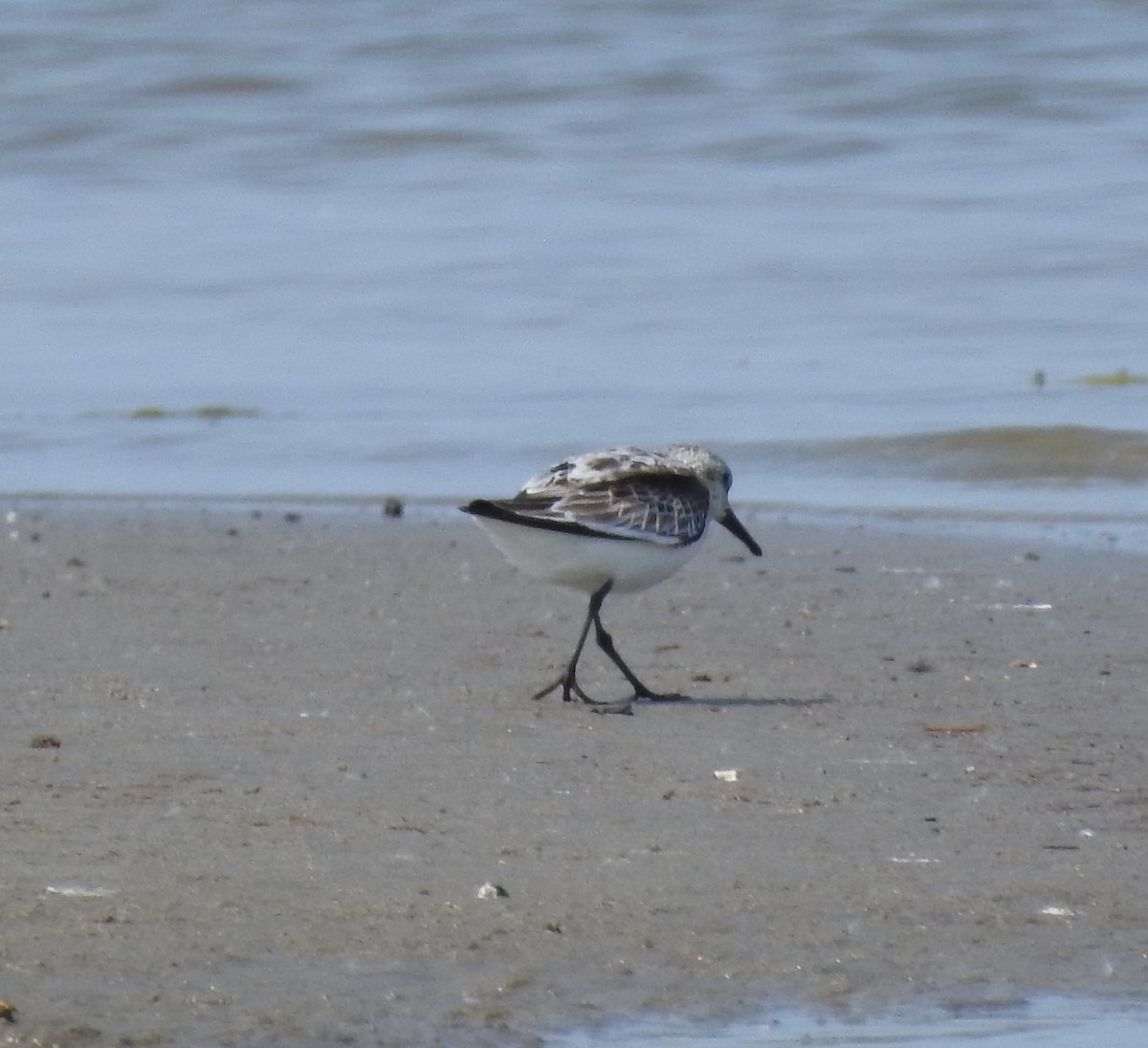 Sanderling - ML622049671