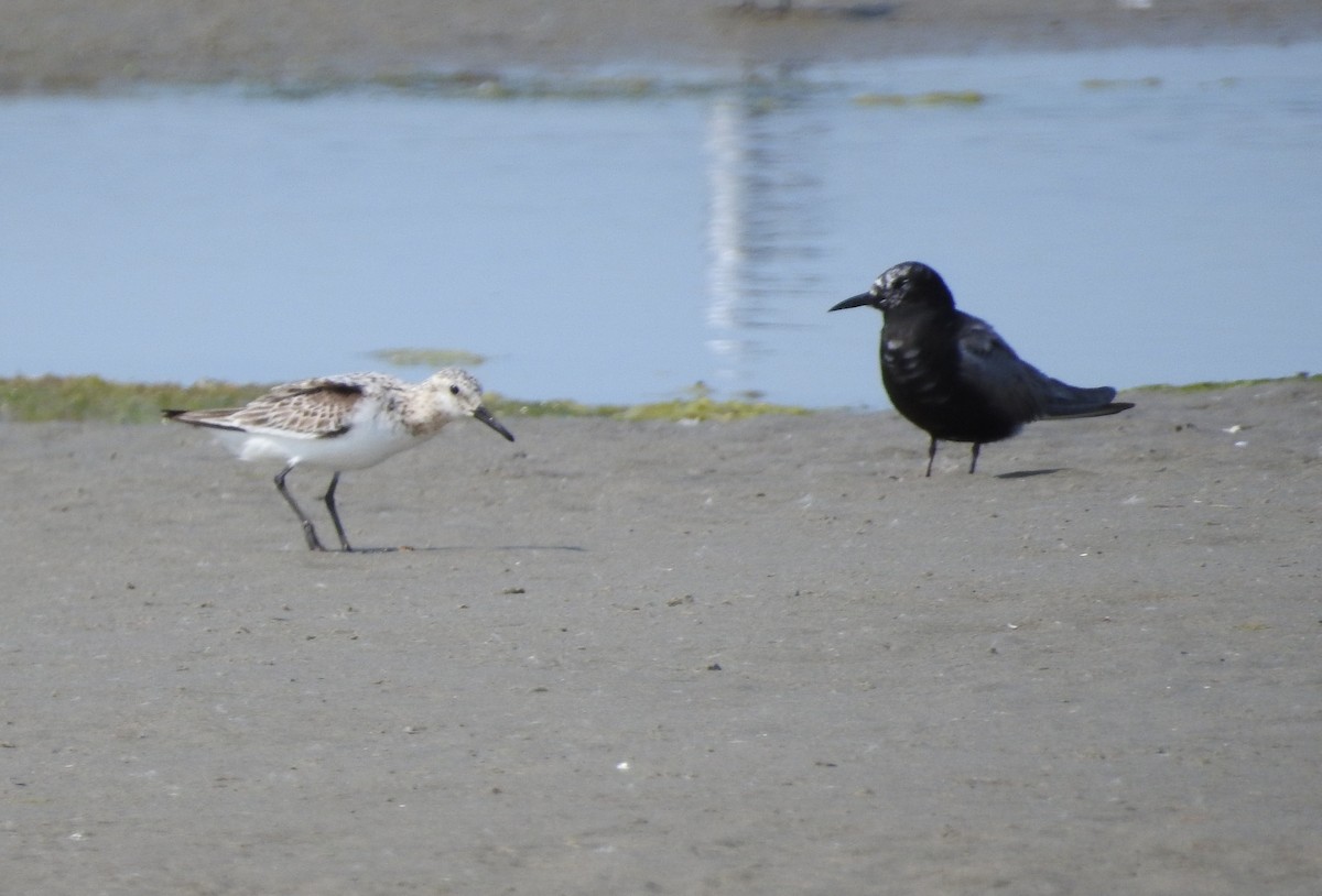 Sanderling - Brent Murphy