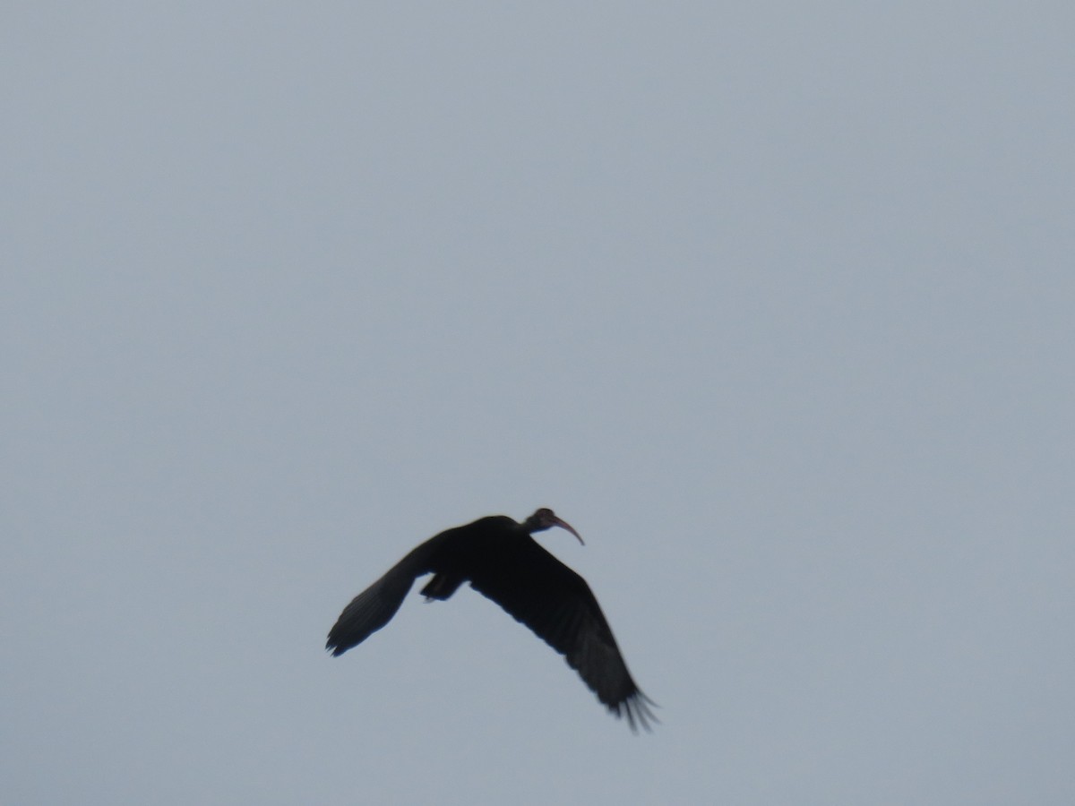 Bare-faced Ibis - ML622049673