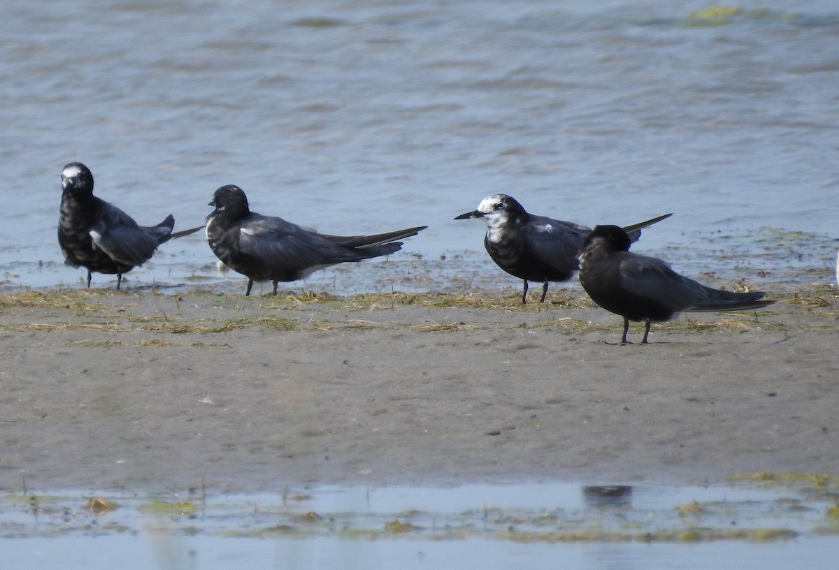 Black Tern - Brent Murphy