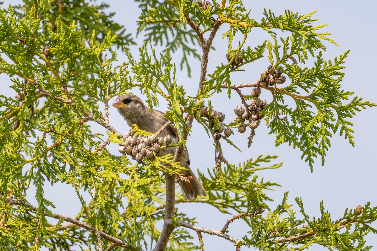 House Sparrow - ML622049689