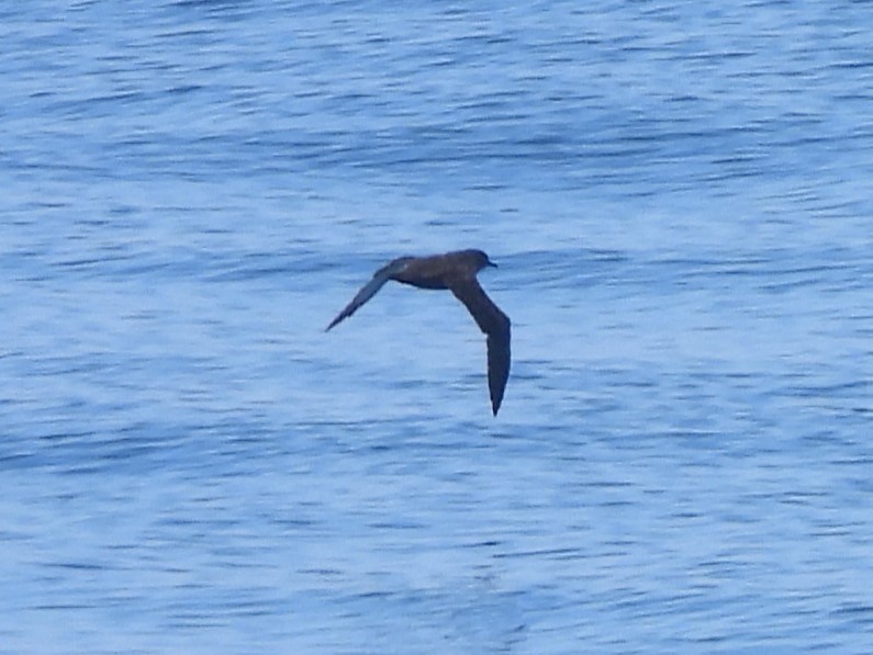 Sooty Shearwater - ML622049690