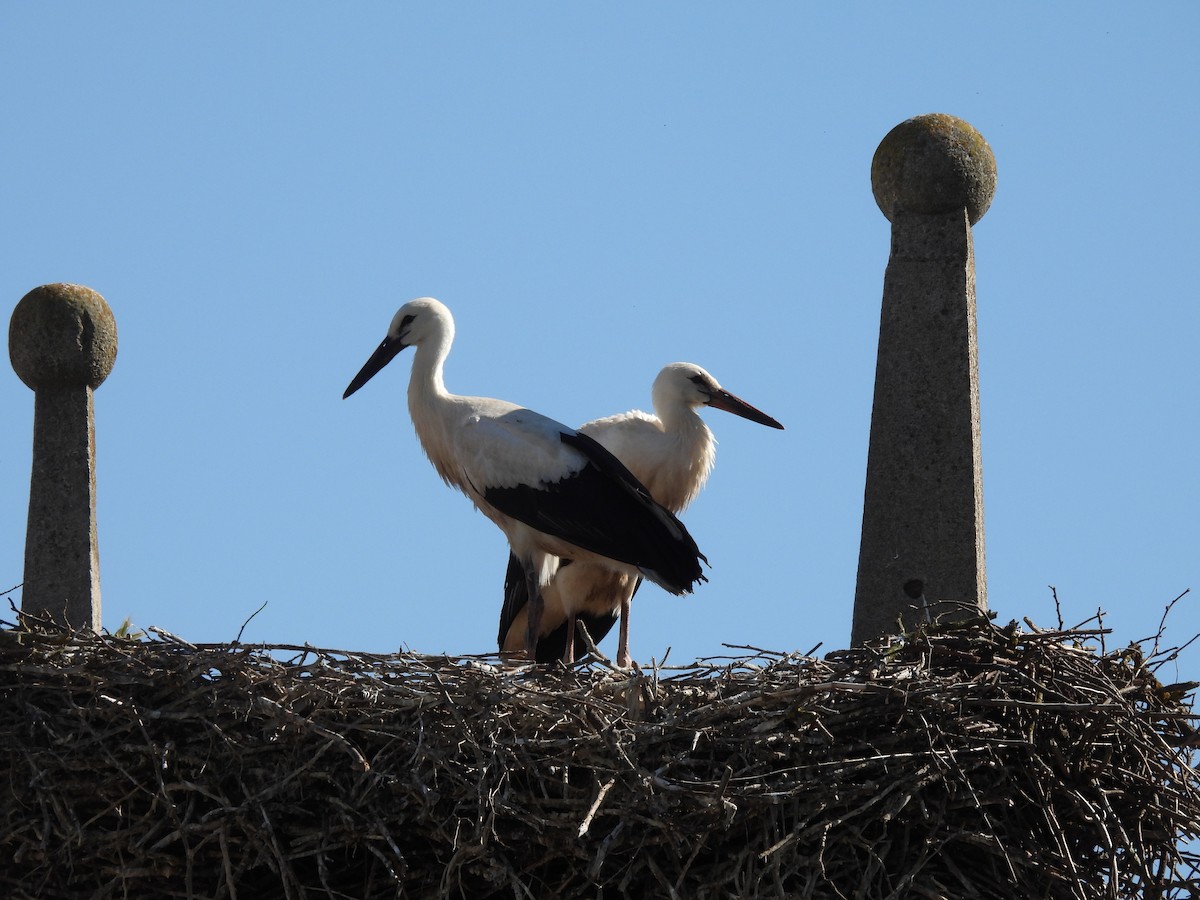 White Stork - ML622049701
