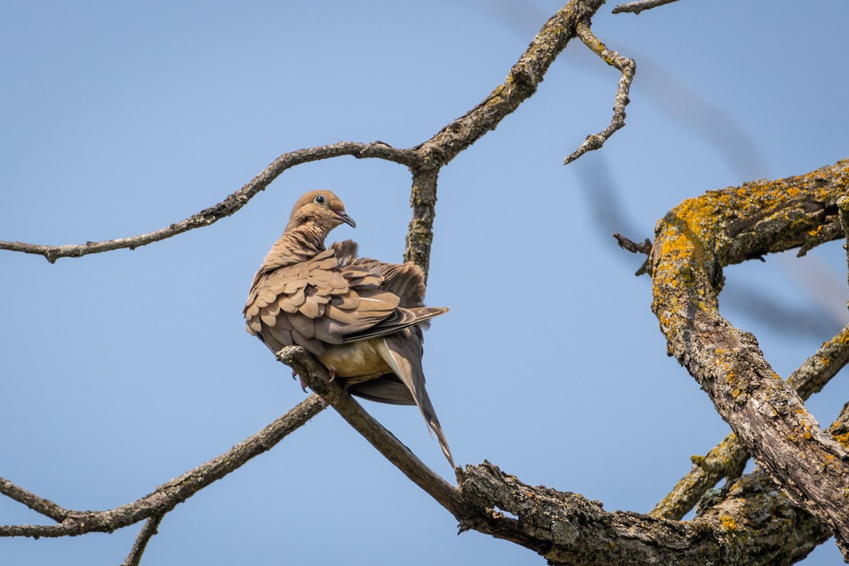 Mourning Dove - CJ Dukes