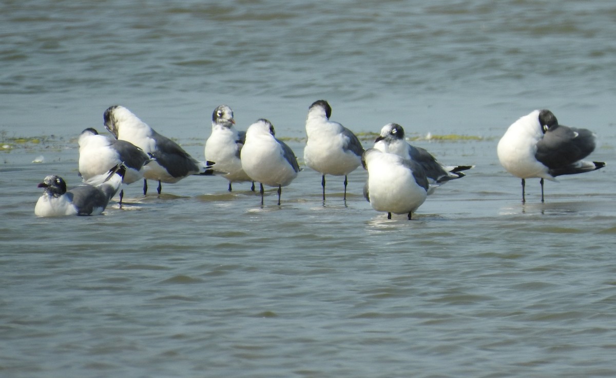 Franklin's Gull - Brent Murphy