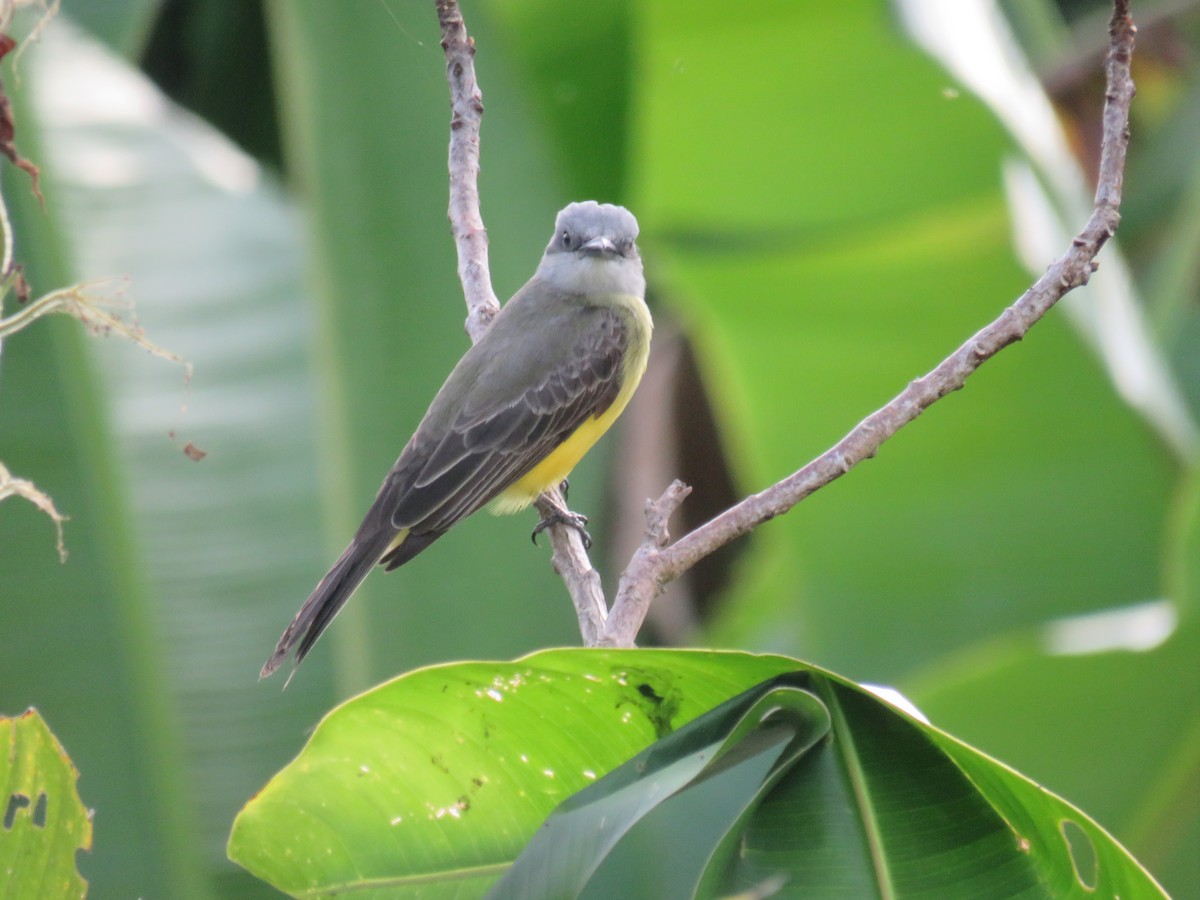 Tropical Kingbird - ML622049714