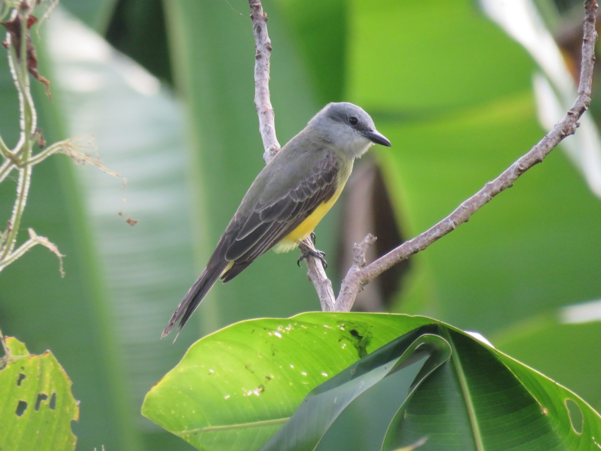 Tropical Kingbird - ML622049715