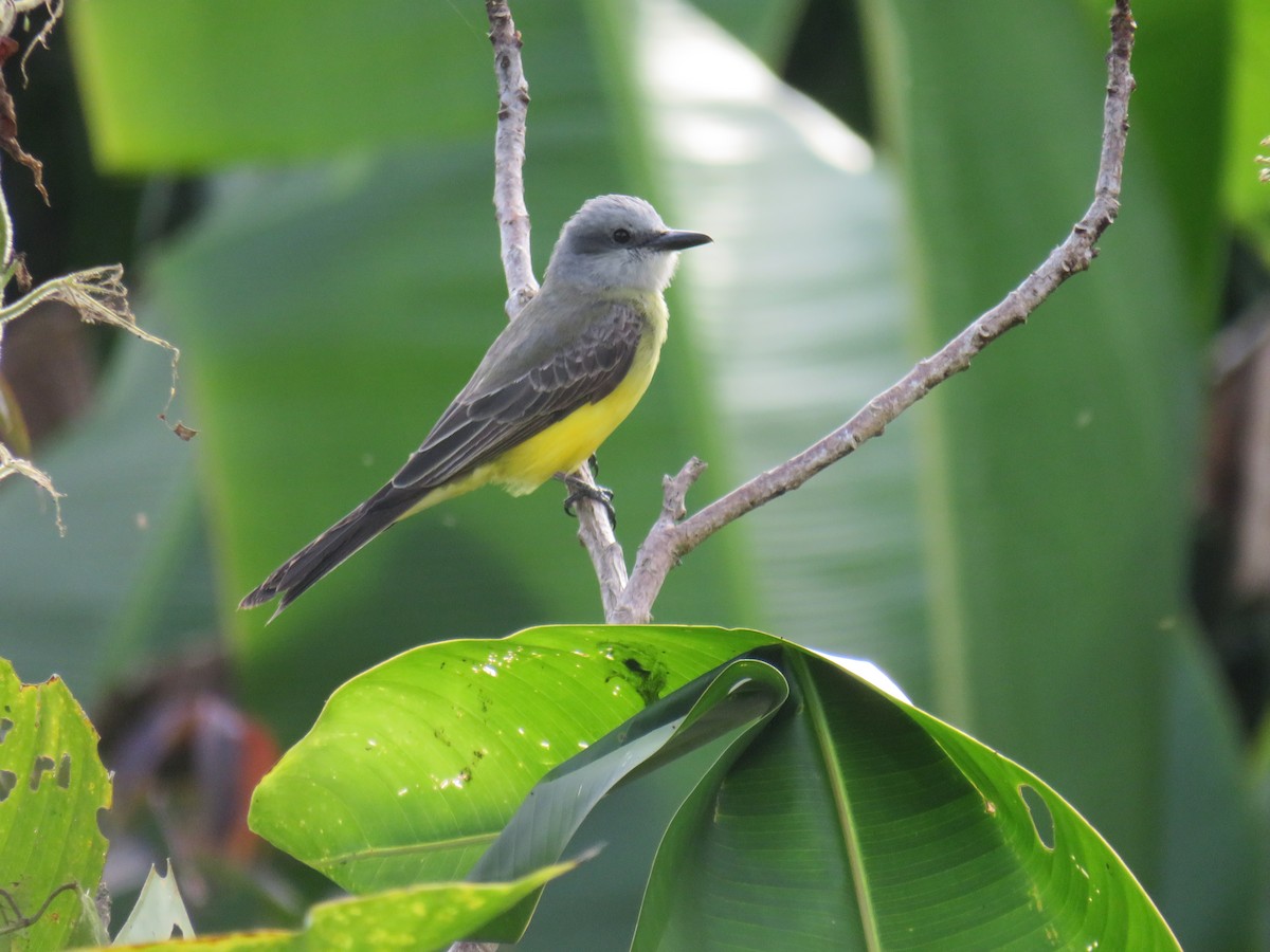 Tropical Kingbird - Matthias van Dijk