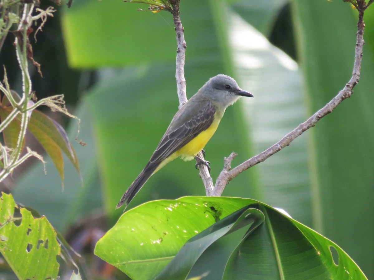 Tropical Kingbird - ML622049717