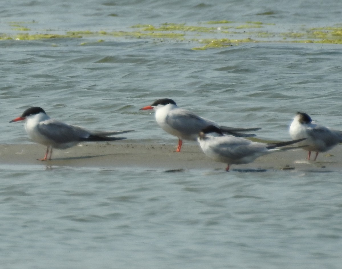 Common Tern - ML622049718