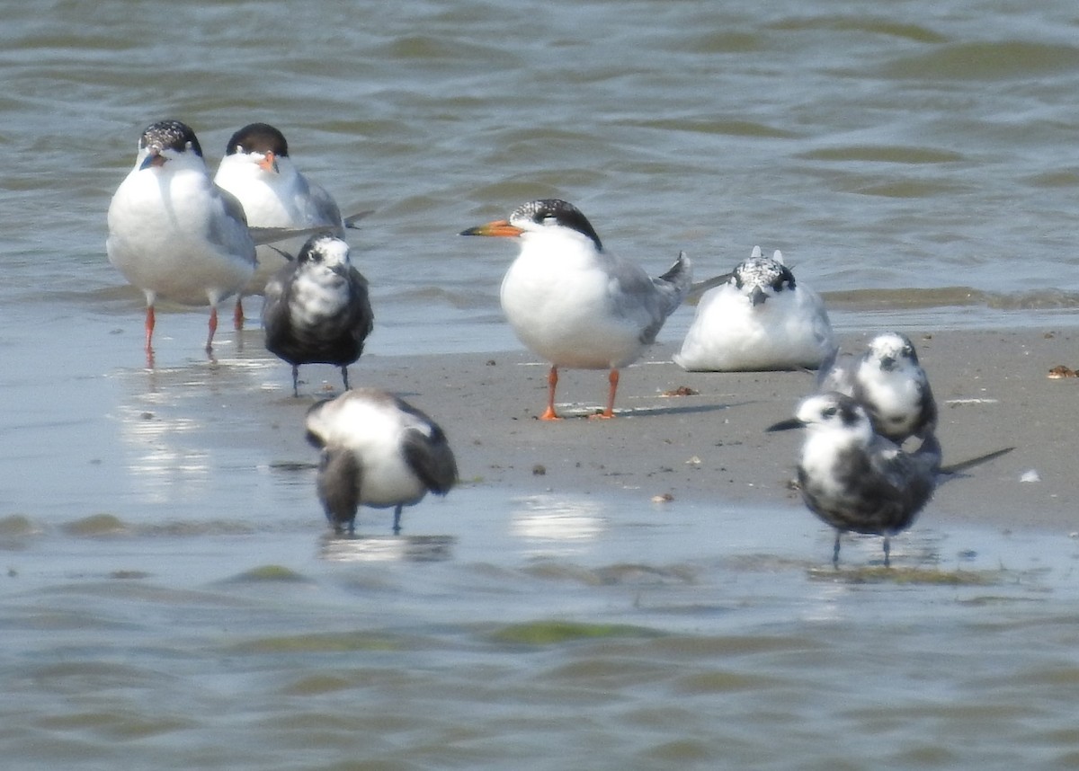 Common Tern - ML622049719