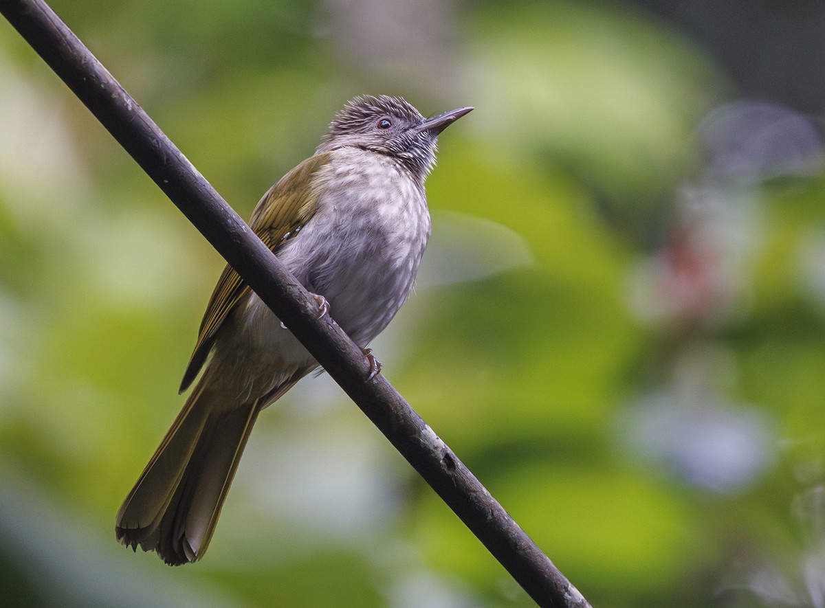 Mountain Bulbul - ML622049720