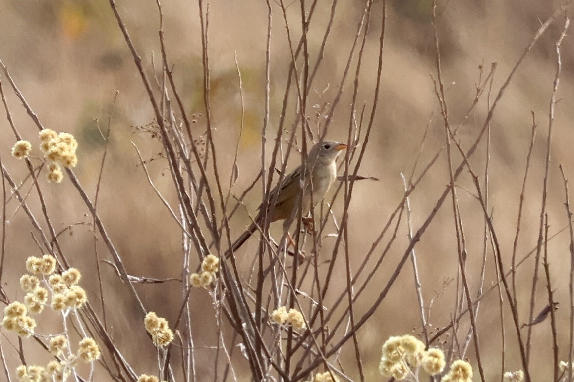 Wedge-tailed Grass-Finch - ML622049721