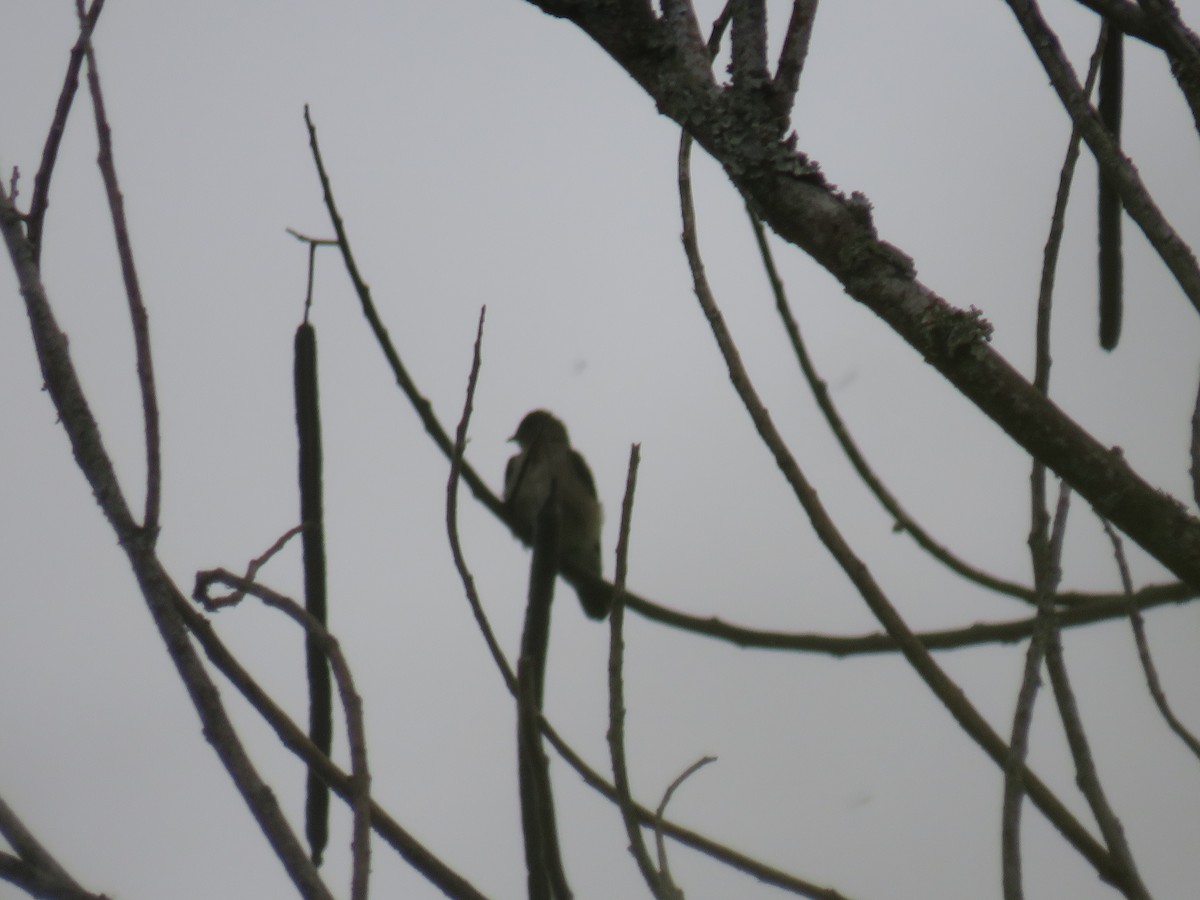 Southern Rough-winged Swallow - ML622049722