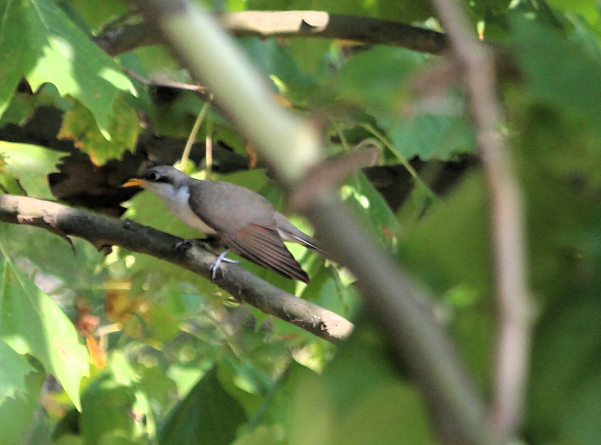 Yellow-billed Cuckoo - ML622049723