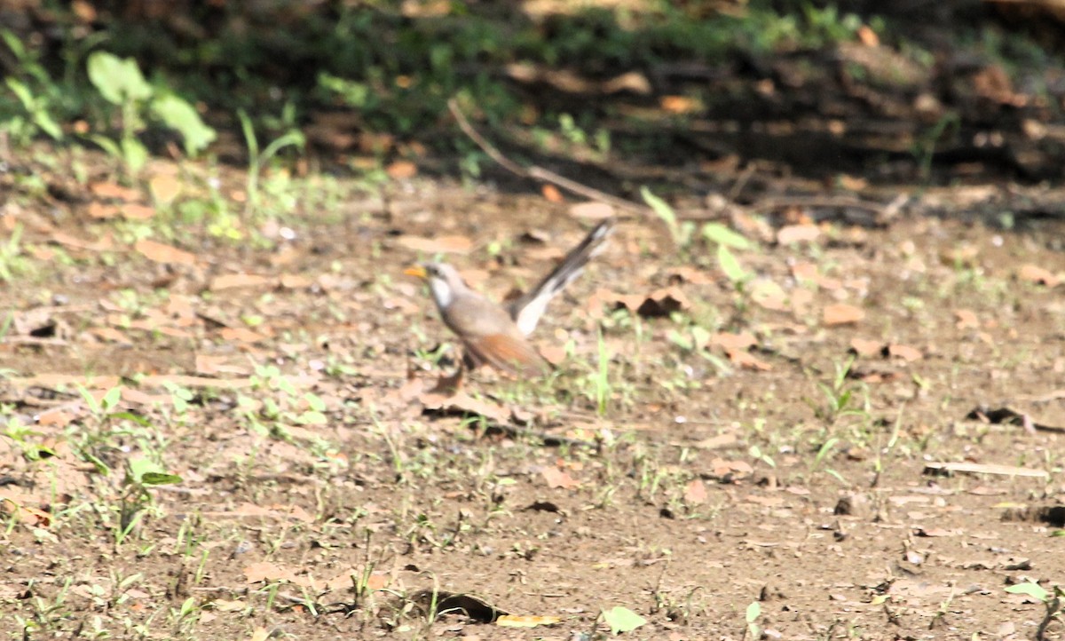 Yellow-billed Cuckoo - ML622049724