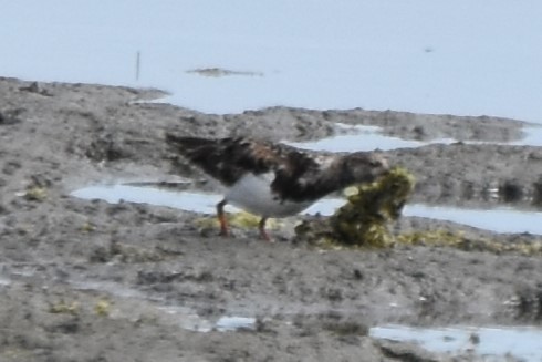 Ruddy Turnstone - ML622049725