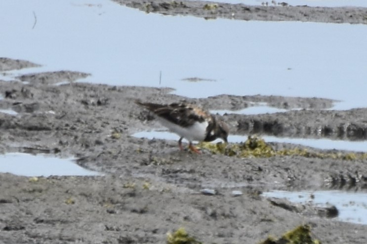 Ruddy Turnstone - ML622049726