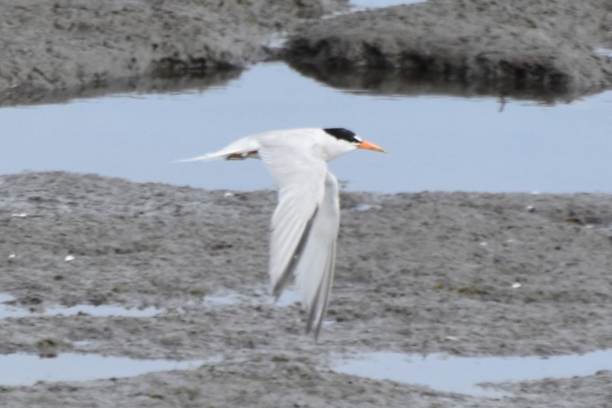 Least Tern - ML622049727