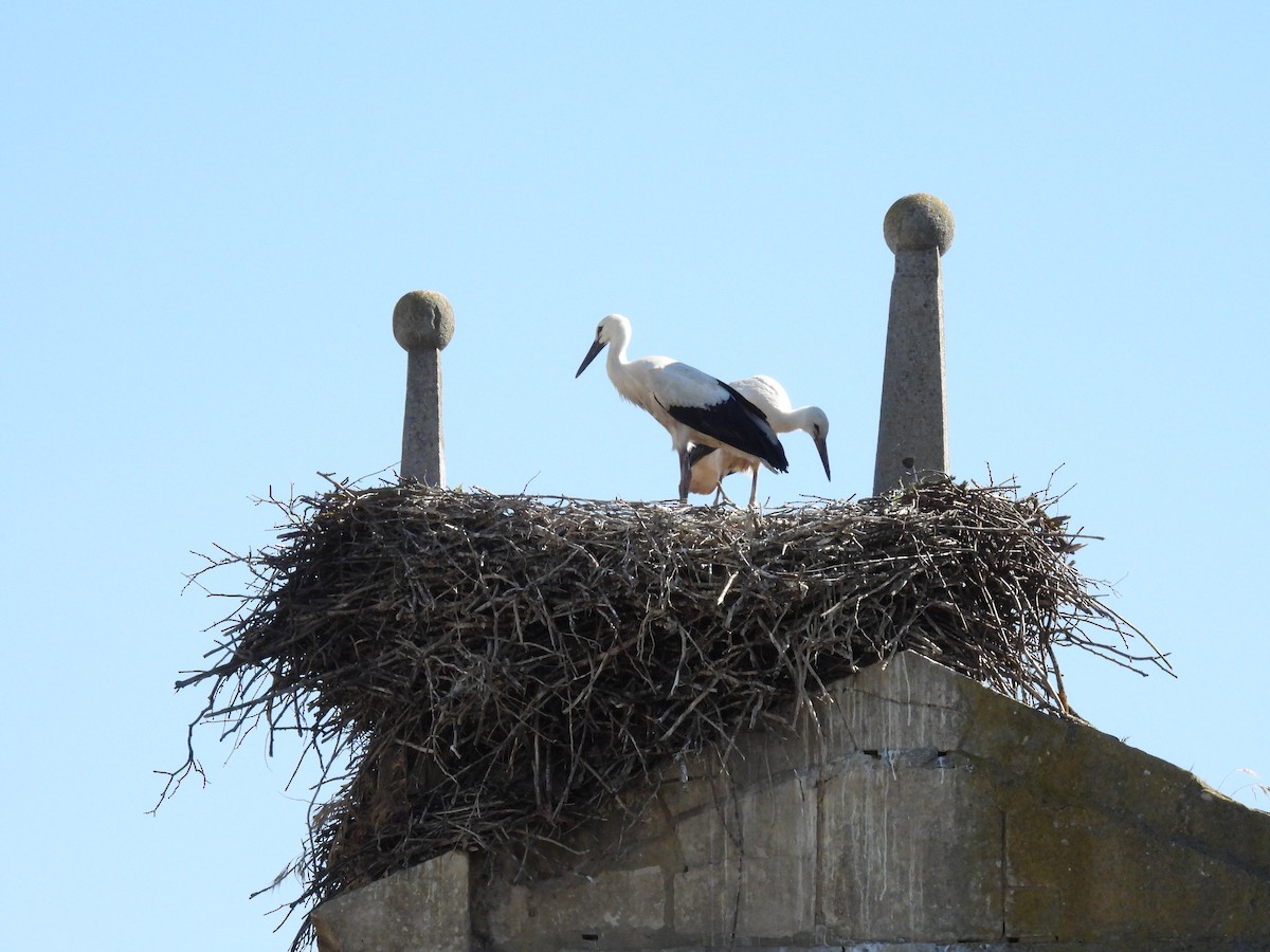 White Stork - ML622049728